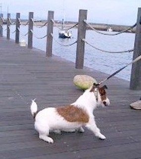 2007_0128かんたんサーカス0337.JPG