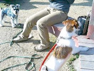 2007_0213ダニ20347.JPG