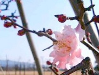 2007_0213ダニ20350.JPG