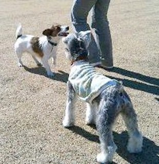 2007_0215ダニ&ラン0343.JPG