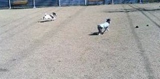 2007_0215ダニ&ラン0347.JPG