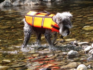 2007_0502川遊び0067.JPG