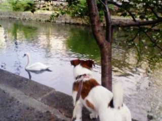2008_0813kurashiki20007.JPG