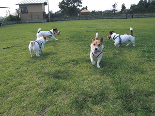 2008_1012シンノスケ君.JPG