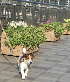 2009_0413tetsu0284.JPG
