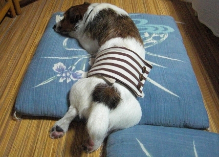 2009_0816tetsu0033.JPG