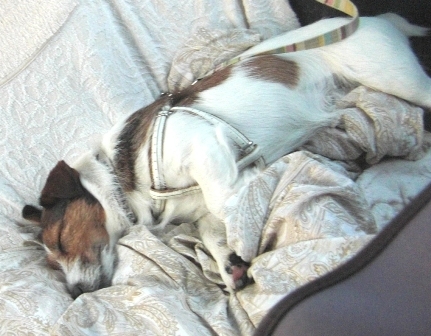 2010_0505tetsu0565.JPG