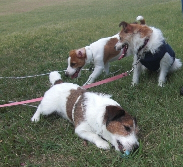 2011_0911tetsu0104.JPG