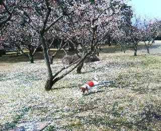 ume.jpg